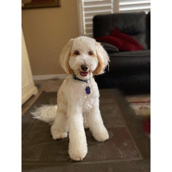 Doodle Dog - Artisan Hand-Felted Alpaca Sculpture