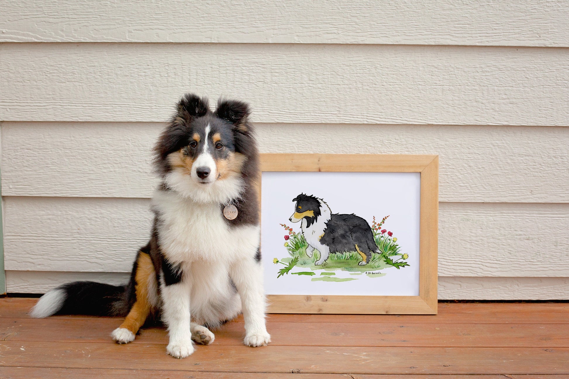 Tri Color Shetland Sheepdog Art Print, Sheltie Lover Gift
