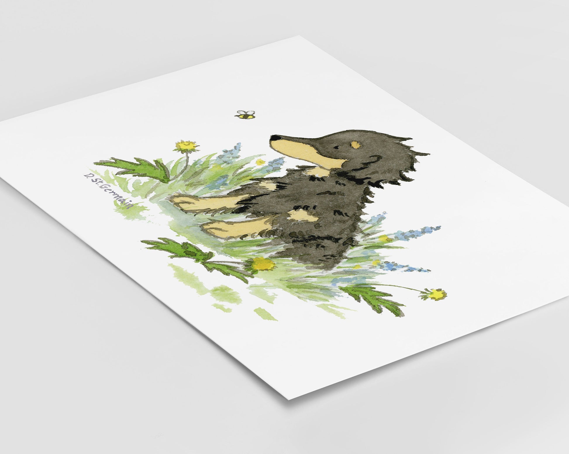 Long Haired Dachshund Watercolor Art Print