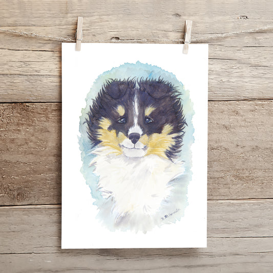 Tri Color Sheltie Puppy Art, Shetland Sheepdog Watercolor Print - Jasper and Ruby Art