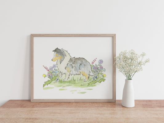 Blue Merle Sheltie Art, Watercolor Shetland Sheepdog Print