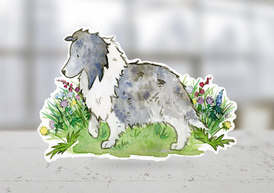 Sheltie Sticker, Bi Blue Sheltie Decal, Sheltie Car Decal