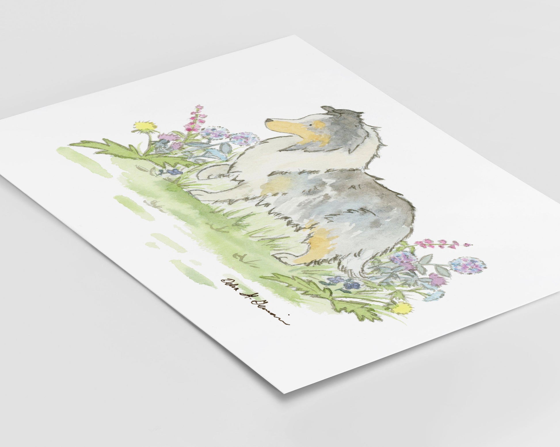 Blue Merle Sheltie Art, Watercolor Shetland Sheepdog Print