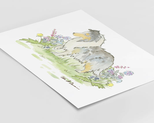 Blue Merle Sheltie Art, Watercolor Shetland Sheepdog Print