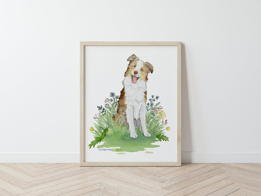 Red Merle Australian Shepherd Watercolor Art Print
