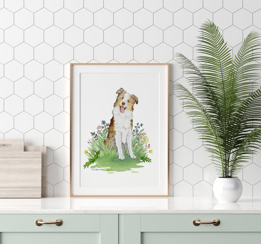 Red Merle Australian Shepherd Watercolor Art Print