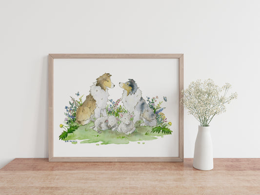 Watercolor print of a sable merle and blue merle sheltie with two little lambs sitting in wildflowers.