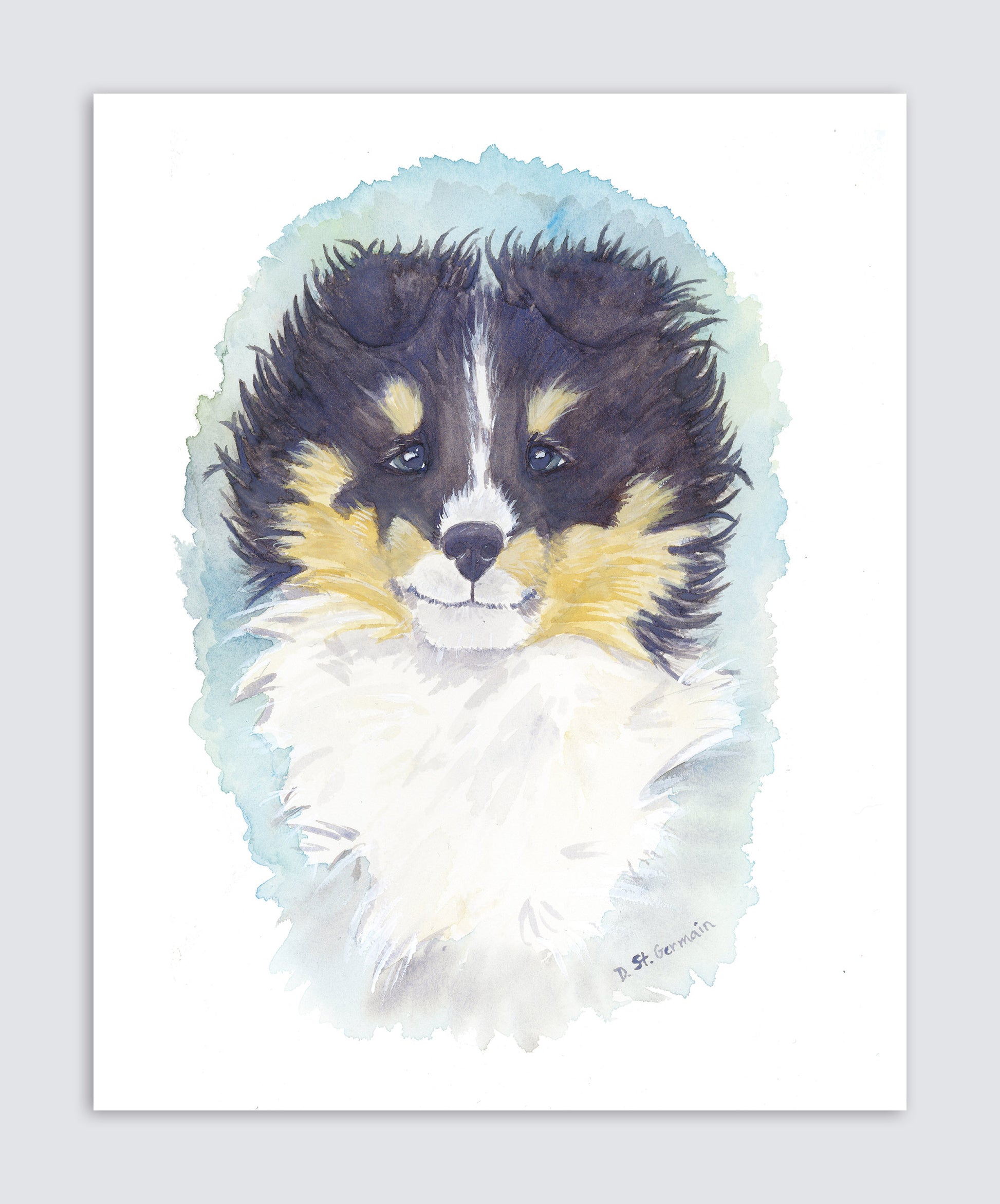 Tri Color Sheltie Puppy Art, Shetland Sheepdog Watercolor Print - Jasper and Ruby Art